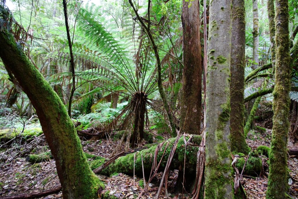 17 - Mt Field NP (1).jpg